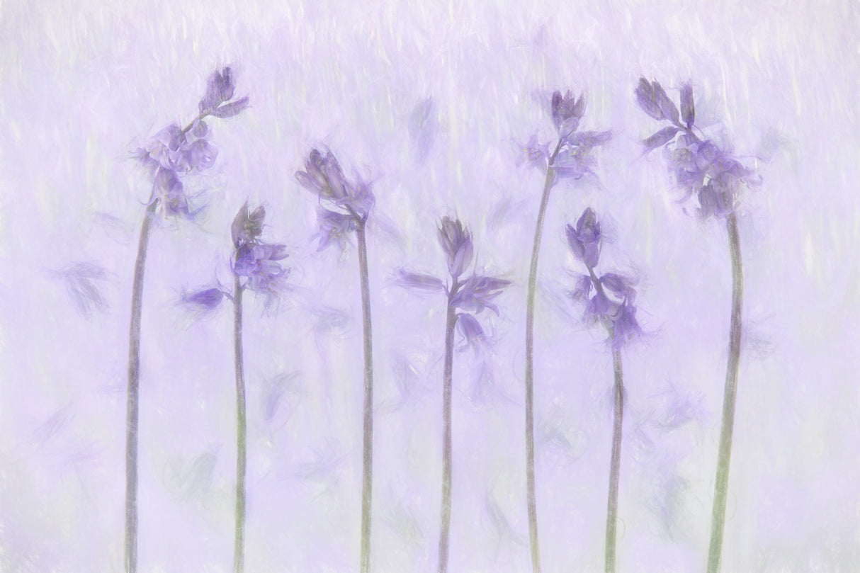 Lilac fragrance Poster och Canvastavla