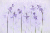 Lilac fragrance Poster och Canvastavla