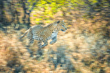 Panning leopard Poster och Canvastavla