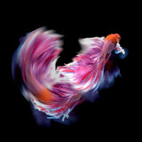 Bettafish Dance Motion Poster och Canvastavla