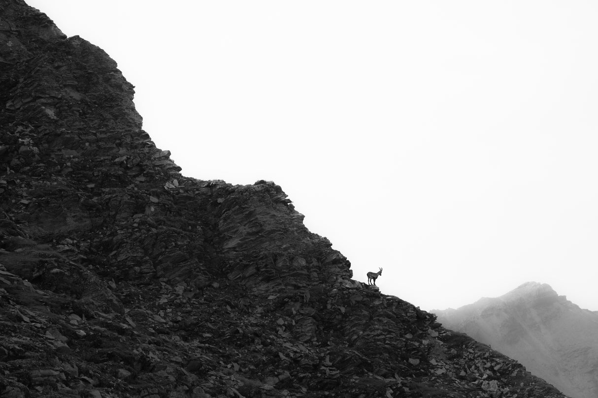 Ibex Poster och Canvastavla