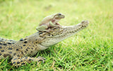 crocodile and toad Poster och Canvastavla