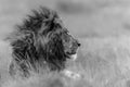 The king is alone Poster och Canvastavla