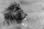The king is alone Poster och Canvastavla