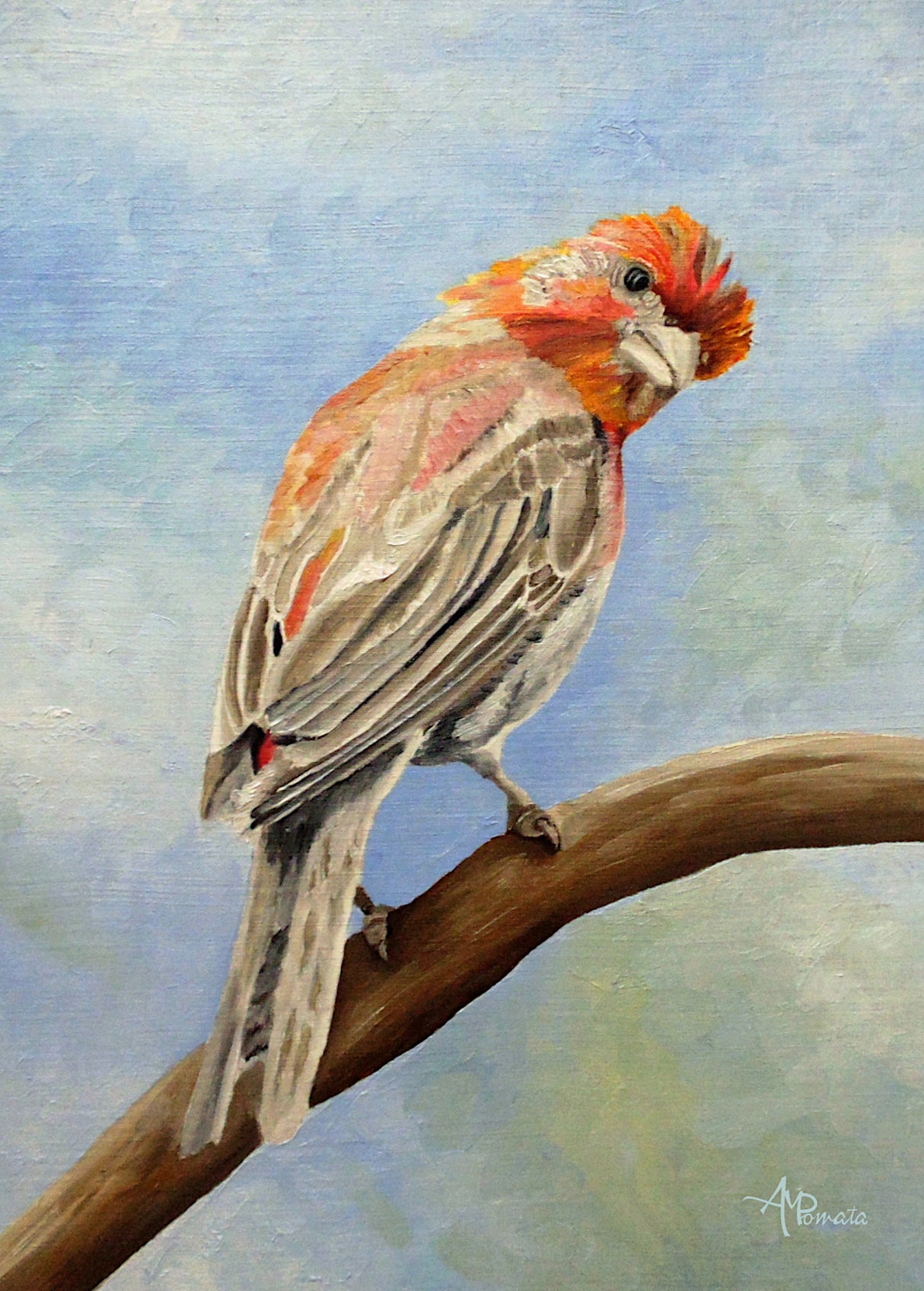 I Spy With My Little Eye   Male House Finch Poster och Canvastavla