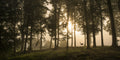 Deer in the morning mist. Poster och Canvastavla