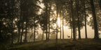 Deer in the morning mist. Poster och Canvastavla