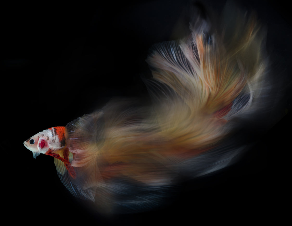 Colorful bettafish motion Poster och Canvastavla