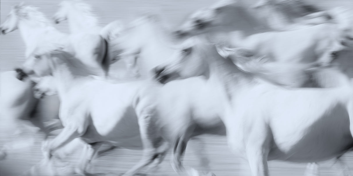 Herd of White Arabian Mares Poster och Canvastavla
