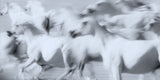 Herd of White Arabian Mares Poster och Canvastavla