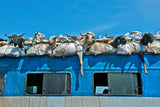 Goats on a Bus, Mali Poster och Canvastavla