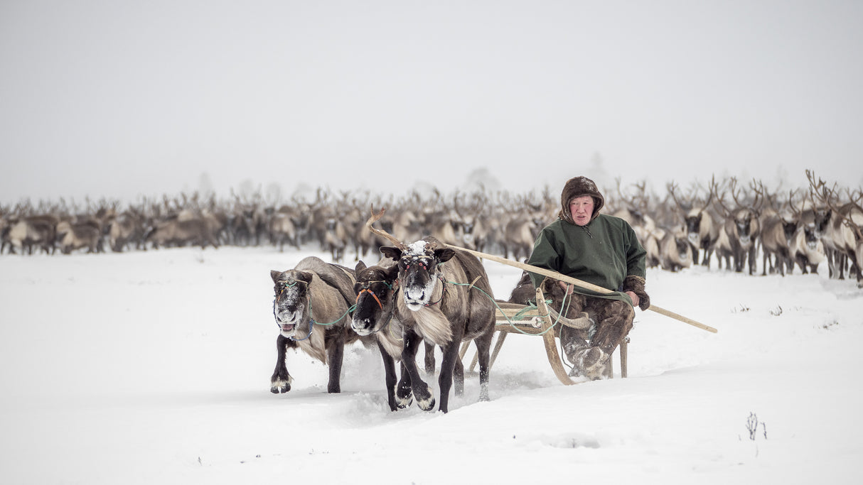 Semjon leads the herd Poster och Canvastavla