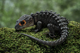 Baby dragon Poster och Canvastavla