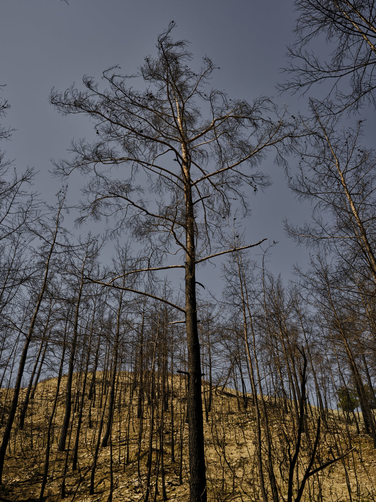 image of a forest after a fire Poster och Canvastavla