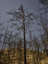 image of a forest after a fire Poster och Canvastavla