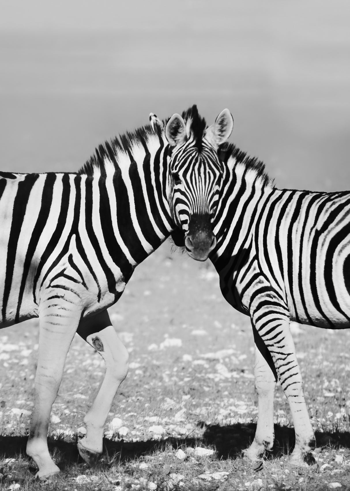 Two Zebra Poster och Canvastavla