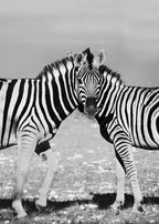 Two Zebra Poster och Canvastavla