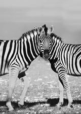 Two Zebra Poster och Canvastavla