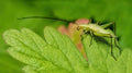 Tree Cricket Poster och Canvastavla