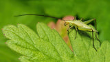 Tree Cricket Poster och Canvastavla
