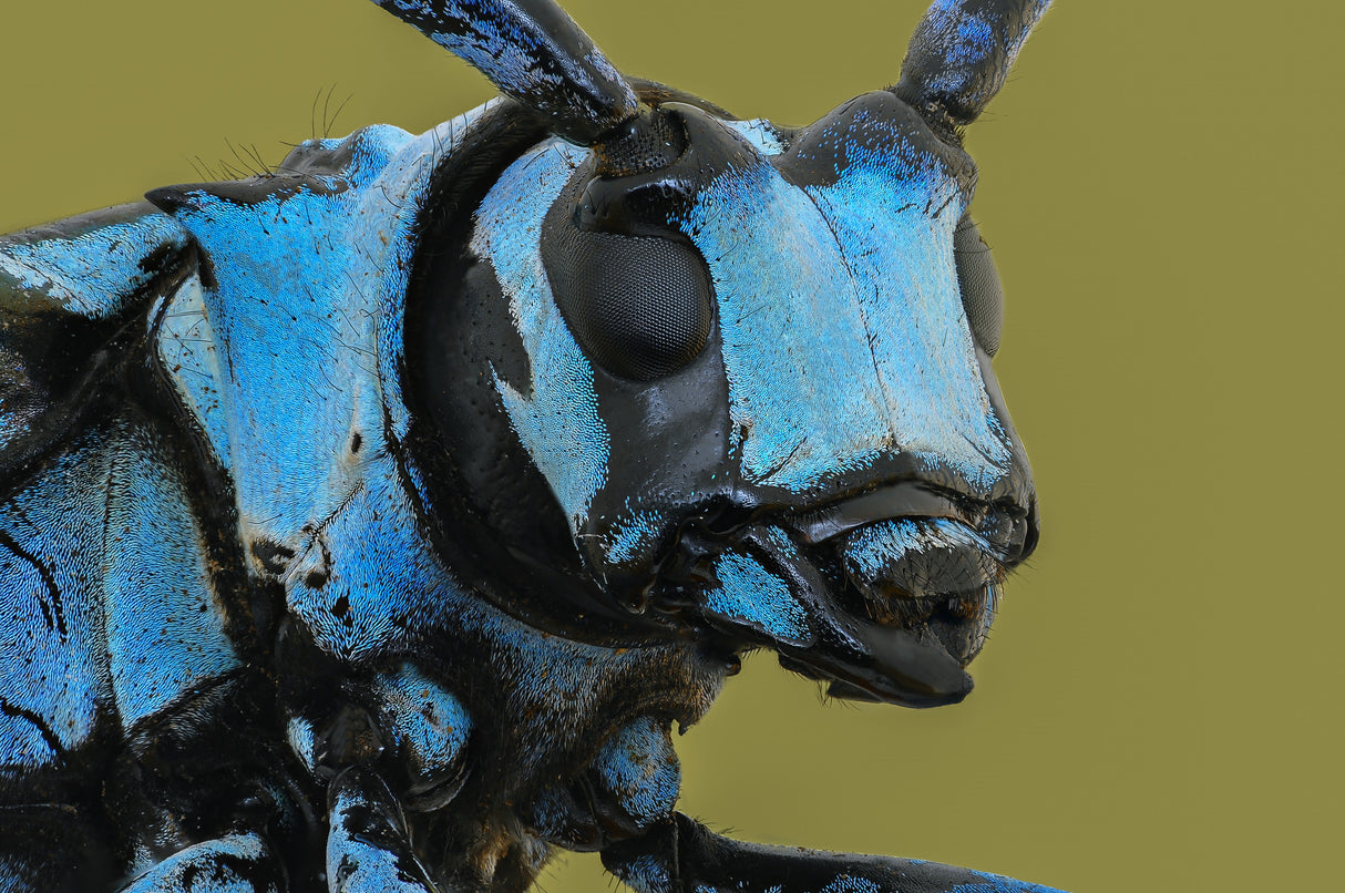 LongHorn Beetle Poster och Canvastavla
