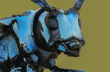 LongHorn Beetle Poster och Canvastavla