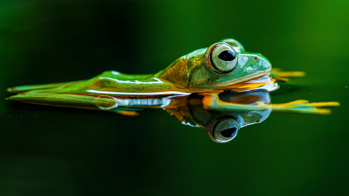 The Flying Frog Poster och Canvastavla