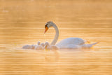 Swan Mother And Her Babies Poster och Canvastavla