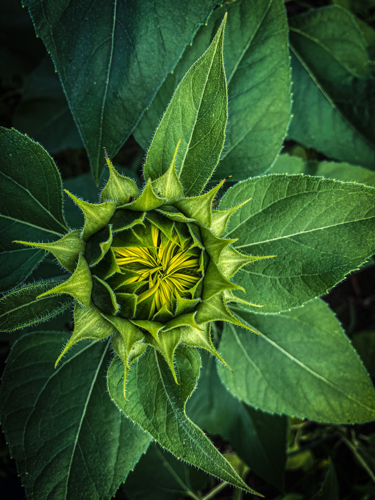 Sunflower ready to bloom Poster och Canvastavla