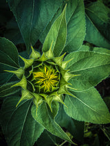Sunflower ready to bloom Poster och Canvastavla
