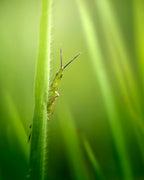 The Smiling Grasshopper Poster och Canvastavla
