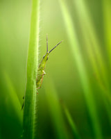 The Smiling Grasshopper Poster och Canvastavla