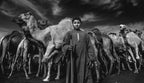 Camels Gaurdian Poster och Canvastavla