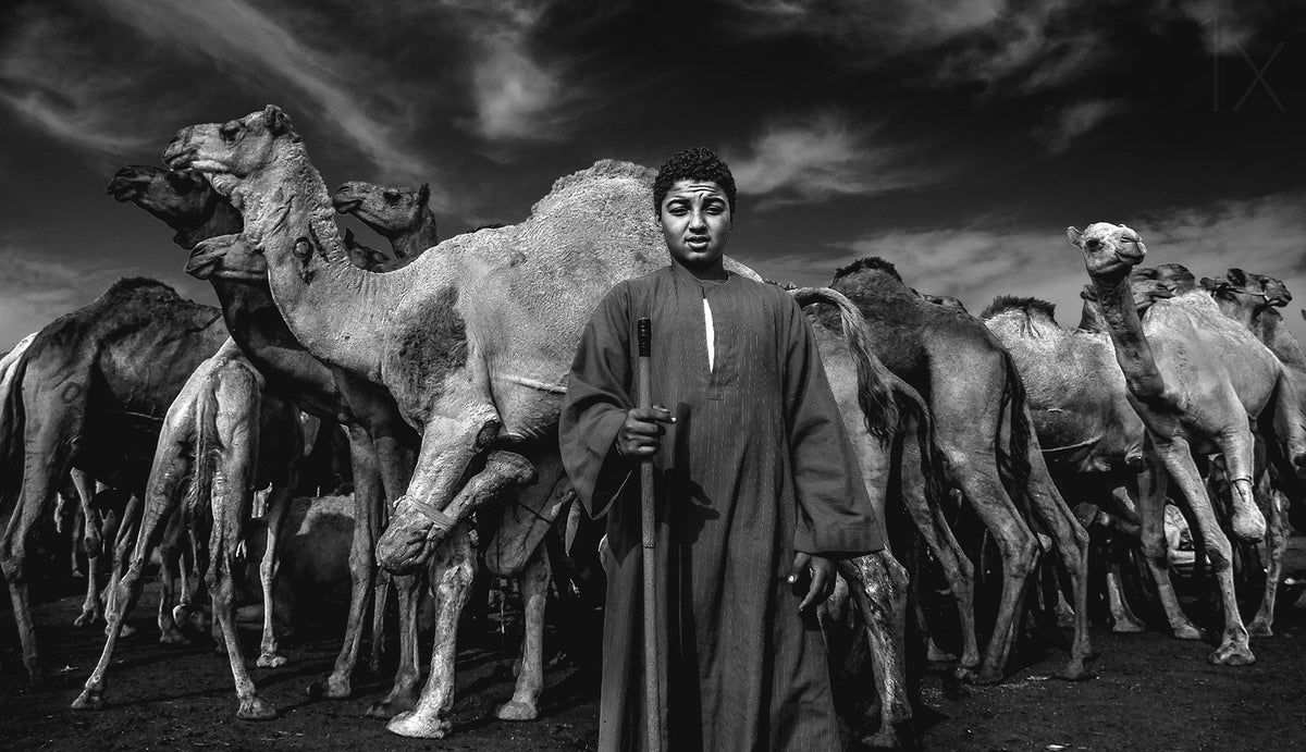 Camels Gaurdian Poster och Canvastavla