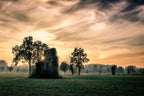 Old abandoned house covered by vegetation at sunset Poster och Canvastavla