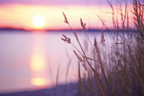 Purple Sunset Poster och Canvastavla