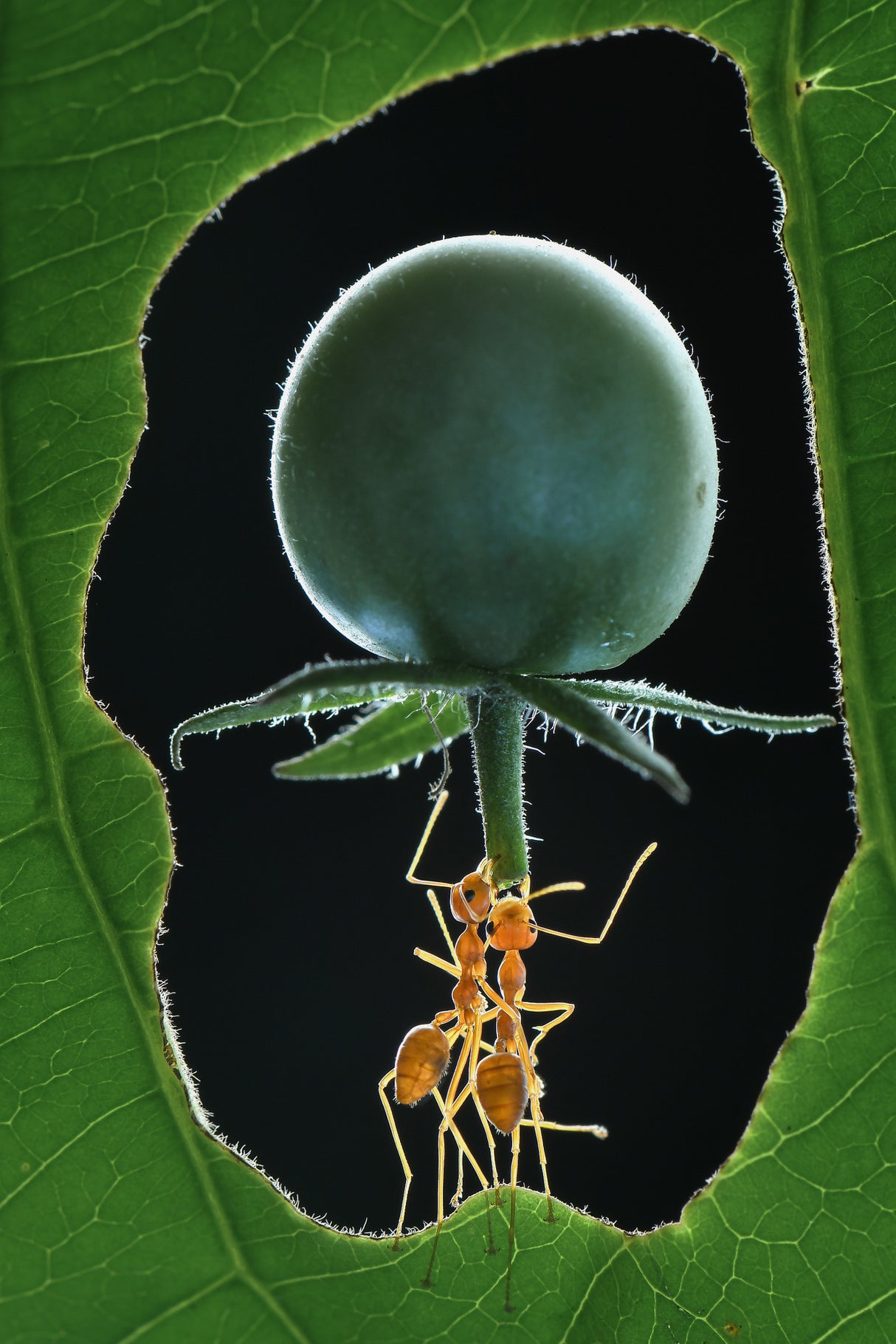 great ant Poster och Canvastavla