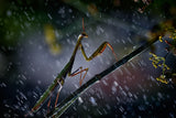 Mantis in the rain Poster och Canvastavla