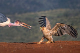 Marabou vs Tawny eagle Poster och Canvastavla