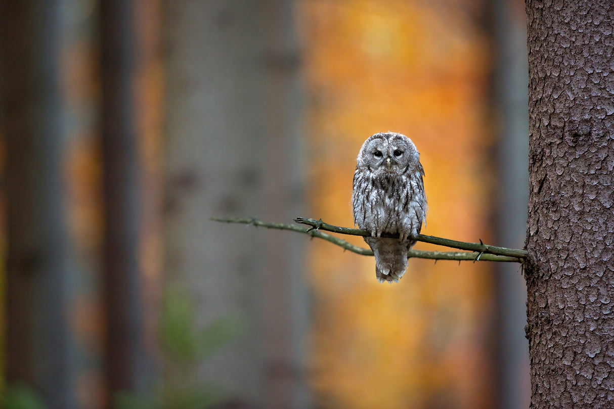 Tawny Owl Poster och Canvastavla