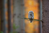 Tawny Owl Poster och Canvastavla