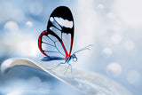glasswing Butterfly (Greta oto) Poster och Canvastavla