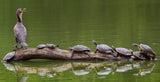 The Turtle King Poster och Canvastavla
