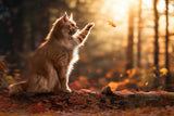 AutumnCat Poster och Canvastavla