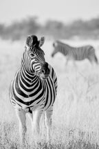 Zebra BW Poster och Canvastavla