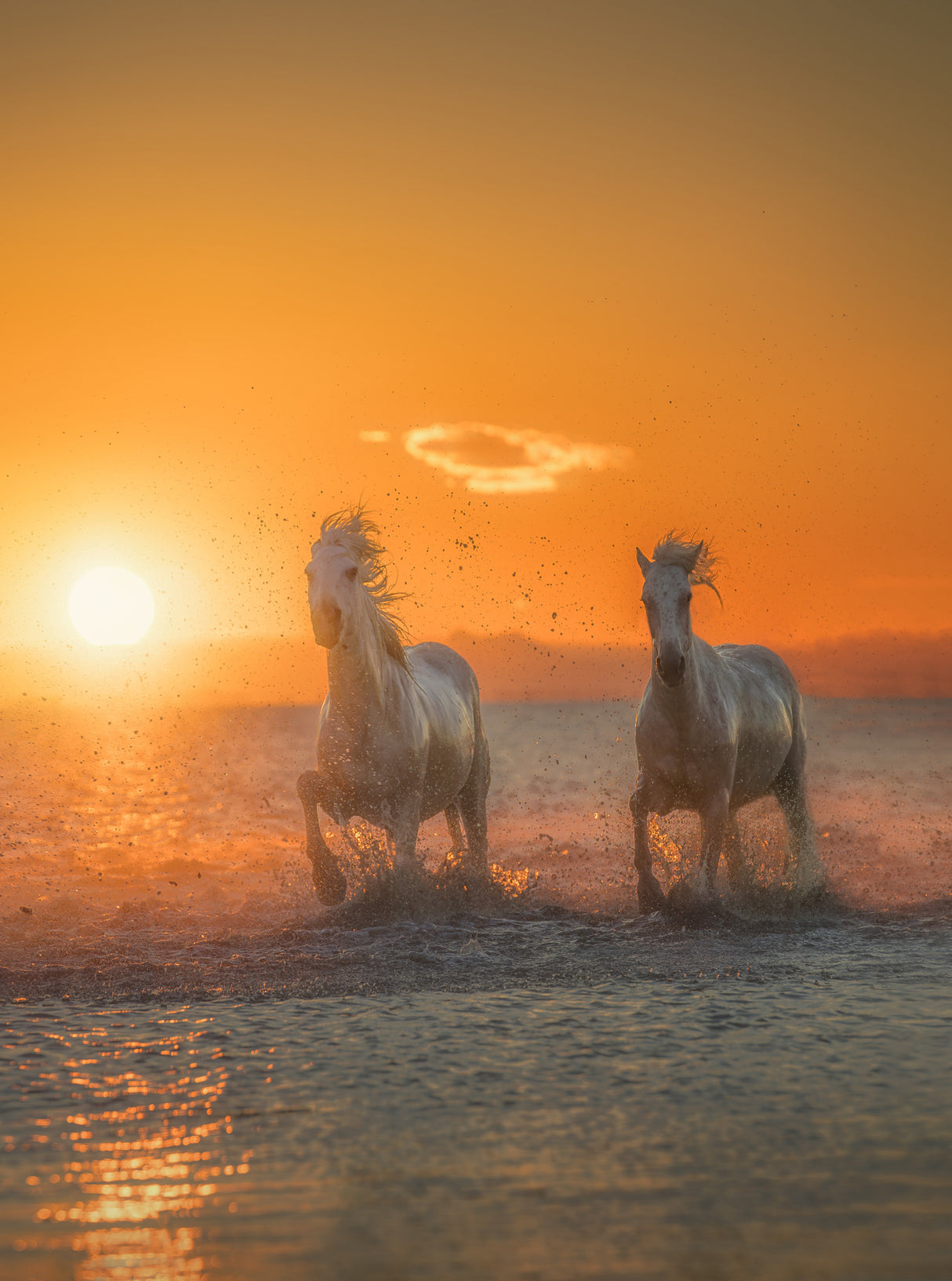Galloping free A734264 Poster och Canvastavla