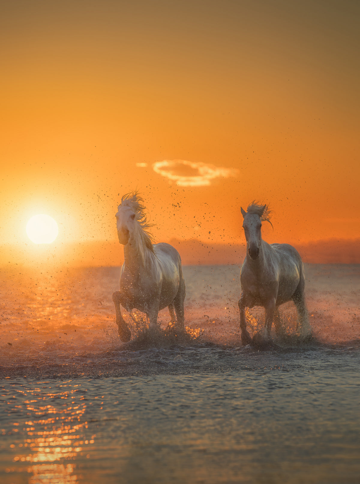 Galloping free A734264 Poster och Canvastavla