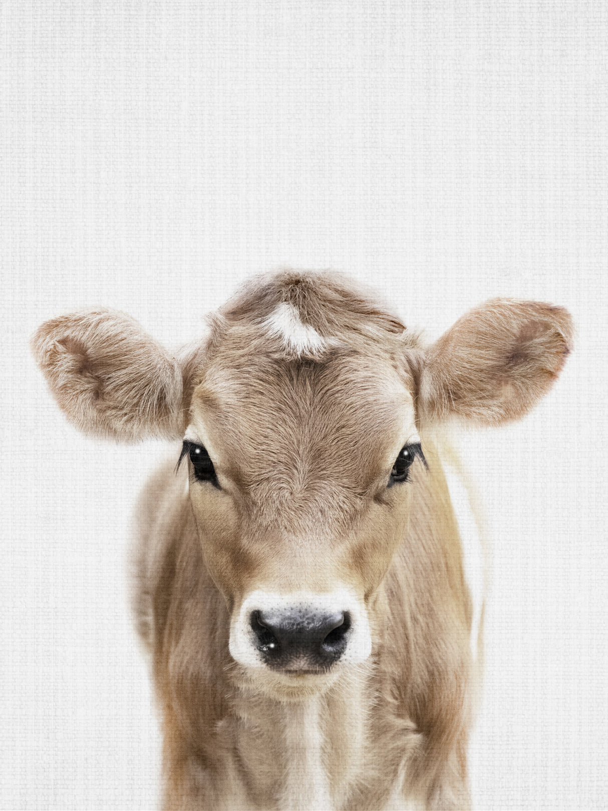 Peekaboo Baby Cow Poster och Canvastavla