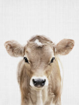 Peekaboo Baby Cow Poster och Canvastavla