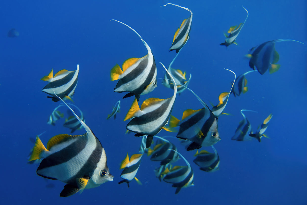 Schooling Bannerfishes Poster och Canvastavla